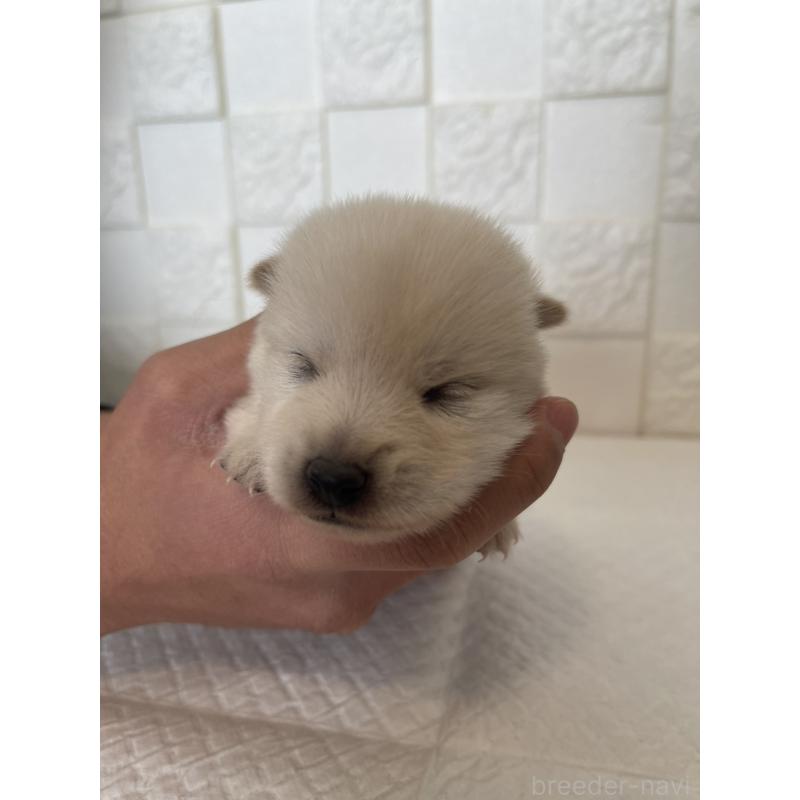 販売中の群馬県のミックス犬-438455の6枚目