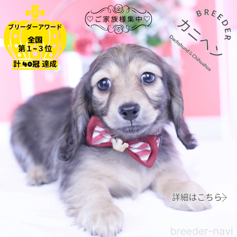 販売中の愛知県のカニンヘンダックスフンド(ロングヘアード)-434564