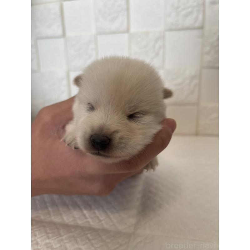 販売中の群馬県のミックス犬-438455の4枚目