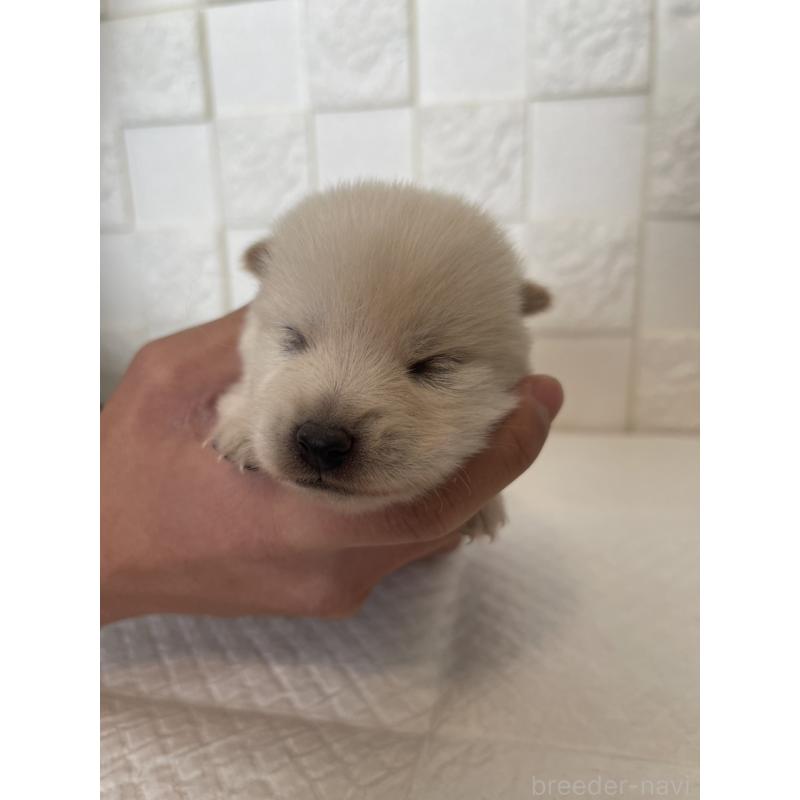 販売中の群馬県のミックス犬-438455の3枚目