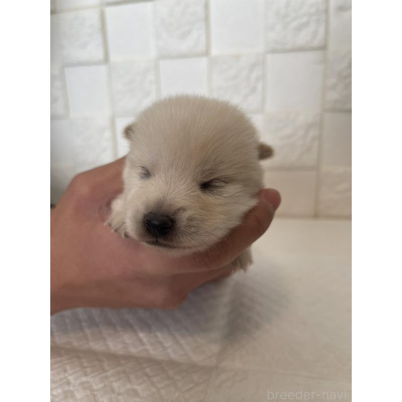 販売中の群馬県のミックス犬-438455の2枚目