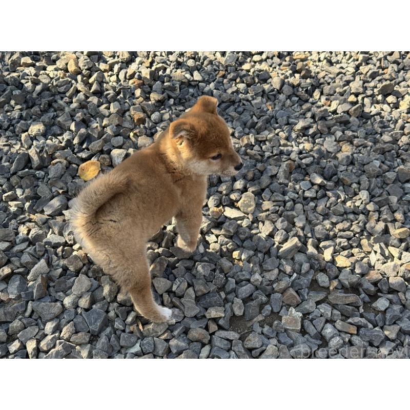成約済の岡山県の柴犬-435663の4枚目