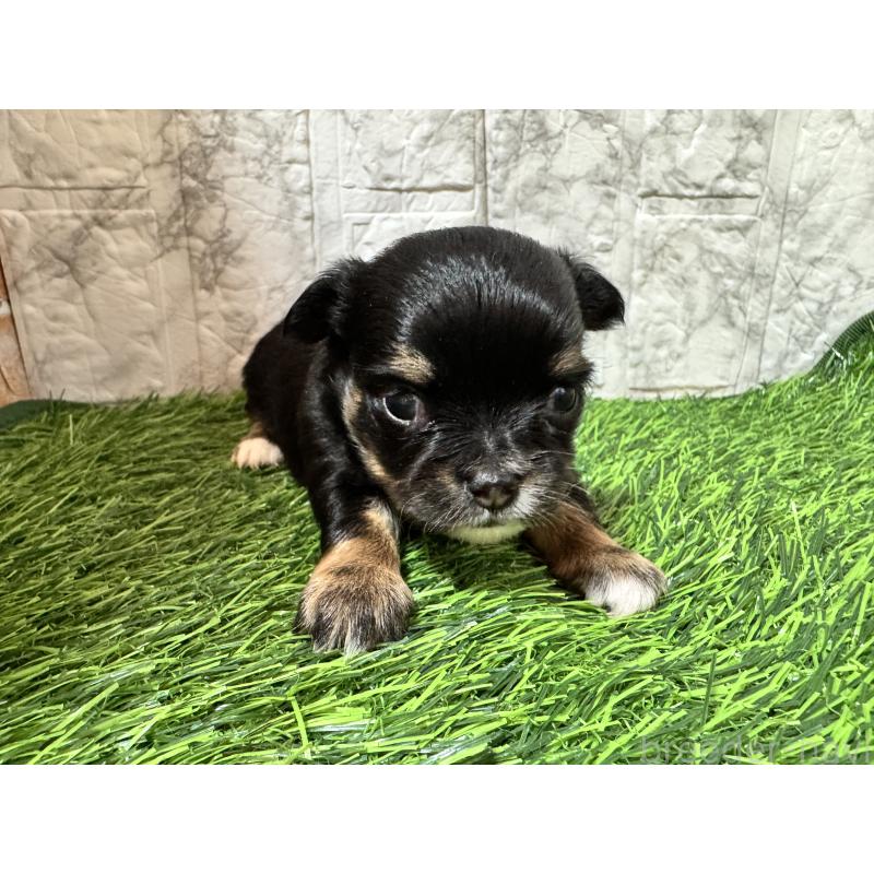 販売中の茨城県のチワワ(ロングコート)-438456の4枚目