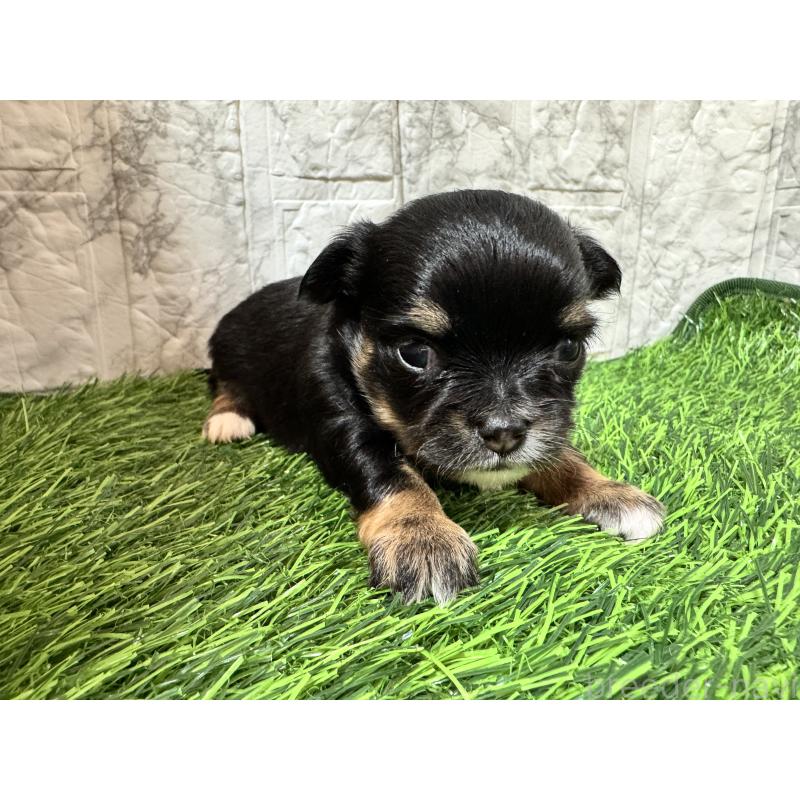 販売中の茨城県のチワワ(ロングコート)-438456の3枚目