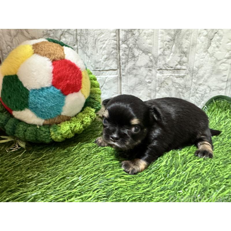 販売中の茨城県のチワワ(ロングコート)-438457の3枚目