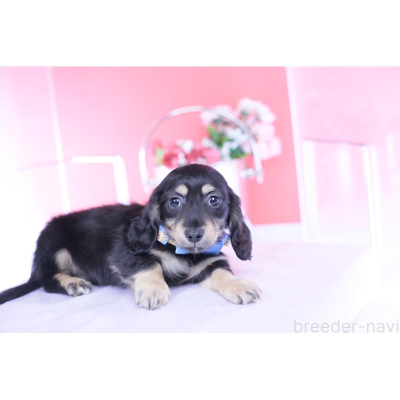 販売中の愛知県のカニンヘンダックスフンド(ロングヘアード)-434566の13枚目