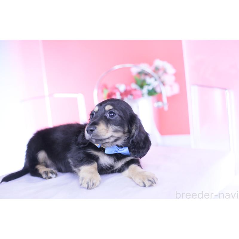 販売中の愛知県のカニンヘンダックスフンド(ロングヘアード)-434566の12枚目