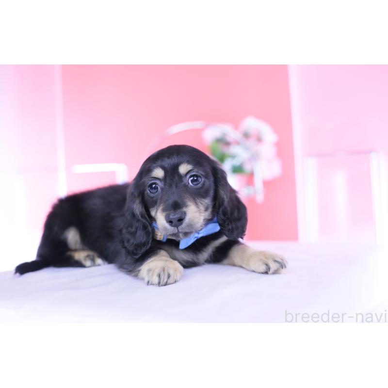 販売中の愛知県のカニンヘンダックスフンド(ロングヘアード)-434566の10枚目