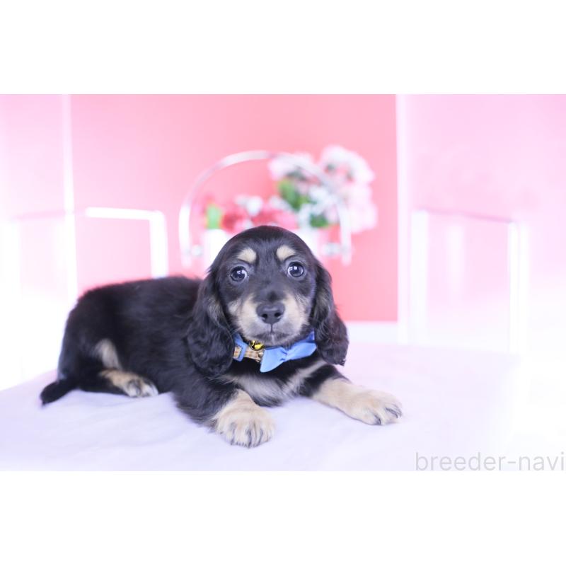 販売中の愛知県のカニンヘンダックスフンド(ロングヘアード)-434566の9枚目