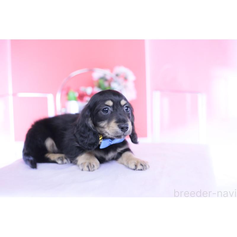 販売中の愛知県のカニンヘンダックスフンド(ロングヘアード)-434566の6枚目