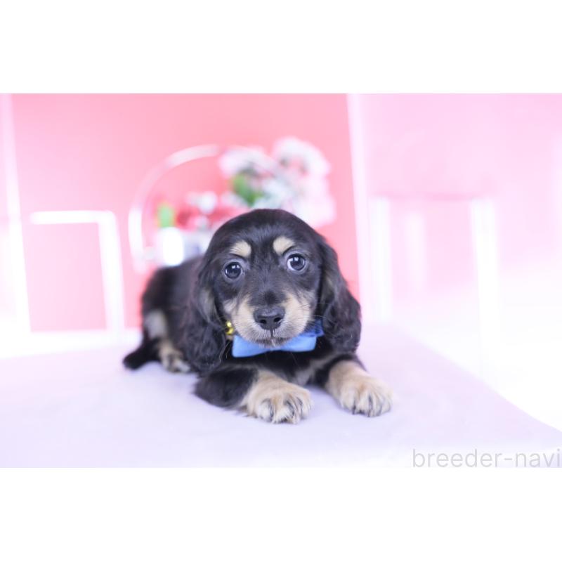 販売中の愛知県のカニンヘンダックスフンド(ロングヘアード)-434566の4枚目