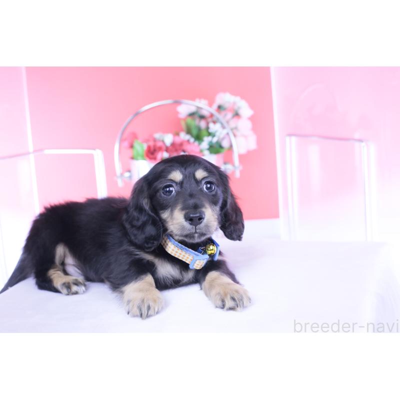 販売中の愛知県のカニンヘンダックスフンド(ロングヘアード)-434566の2枚目