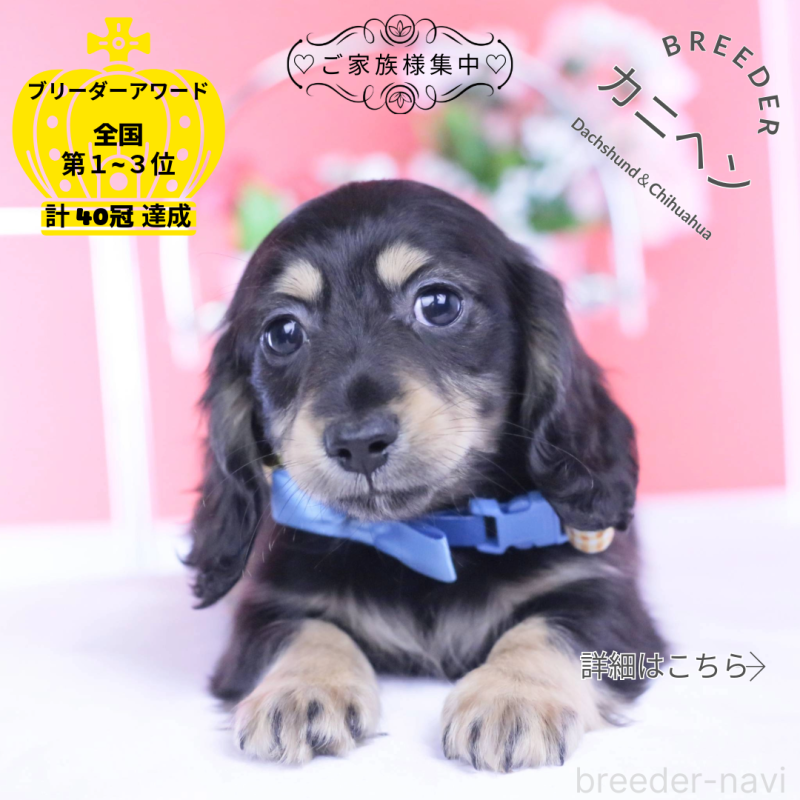 販売中の愛知県のカニンヘンダックスフンド(ロングヘアード)-434566