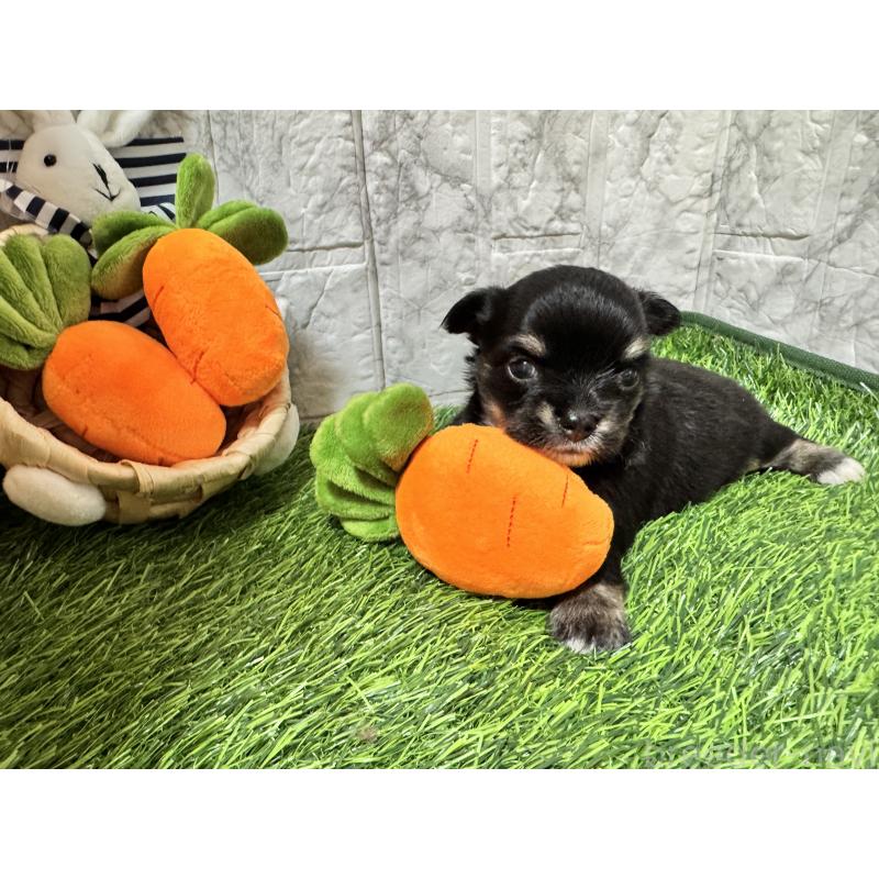 販売中の茨城県のチワワ(ロングコート)-438458の4枚目