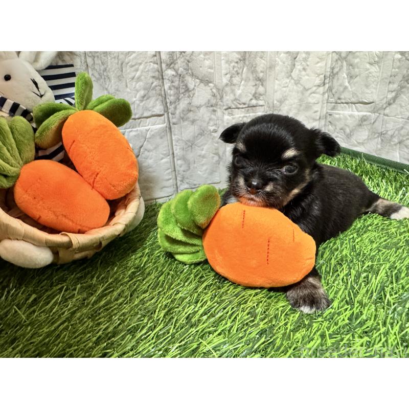 販売中の茨城県のチワワ(ロングコート)-438458の1枚目