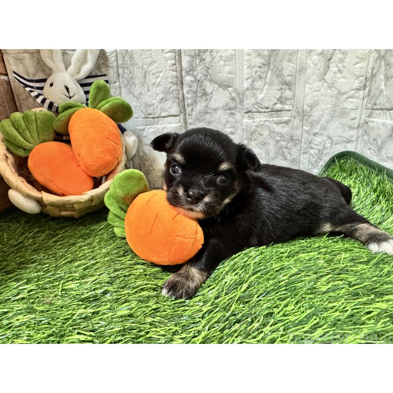 販売中の茨城県のチワワ(ロングコート)-438458の2枚目