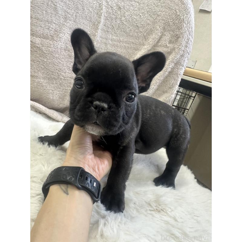 販売中の千葉県のフレンチブルドッグ-438459の1枚目