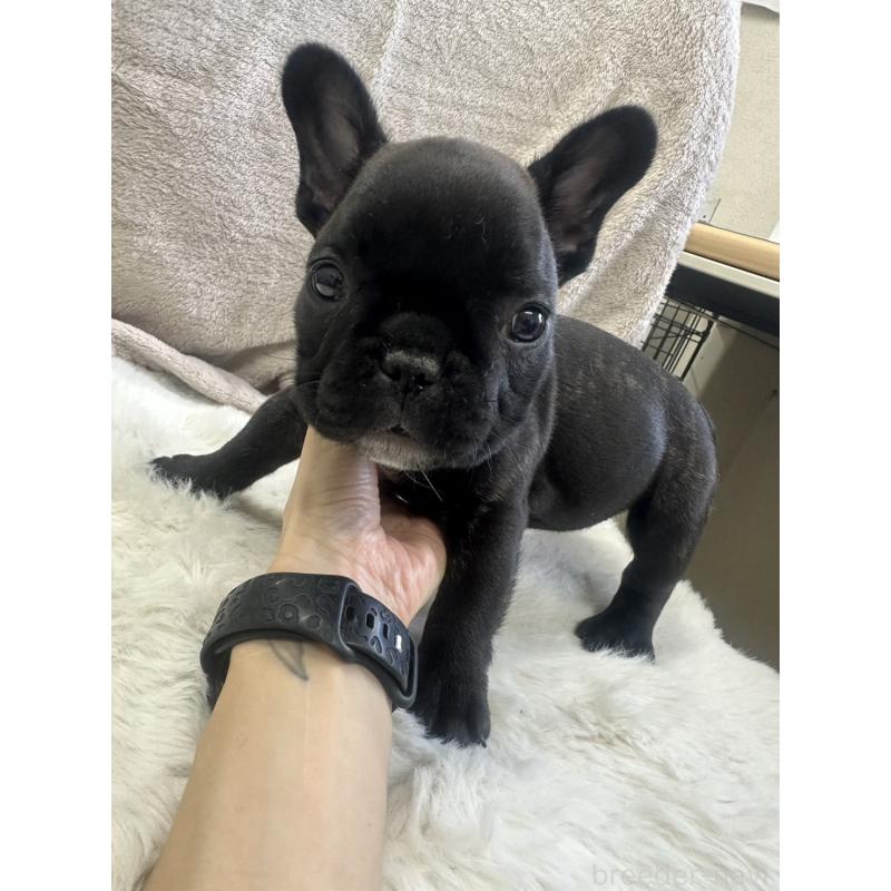 販売中の千葉県のフレンチブルドッグ-438459の5枚目