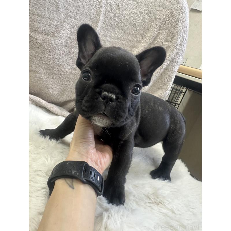 販売中の千葉県のフレンチブルドッグ-438459の4枚目
