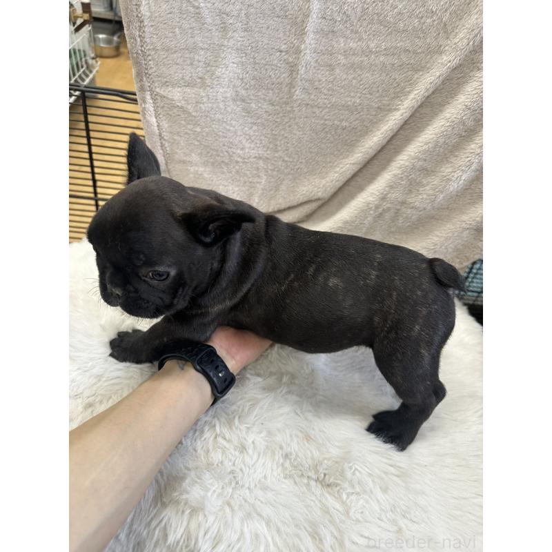 販売中の千葉県のフレンチブルドッグ-438459の3枚目