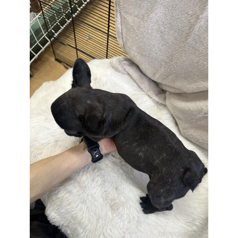 販売中の千葉県のフレンチブルドッグ-438459の2枚目