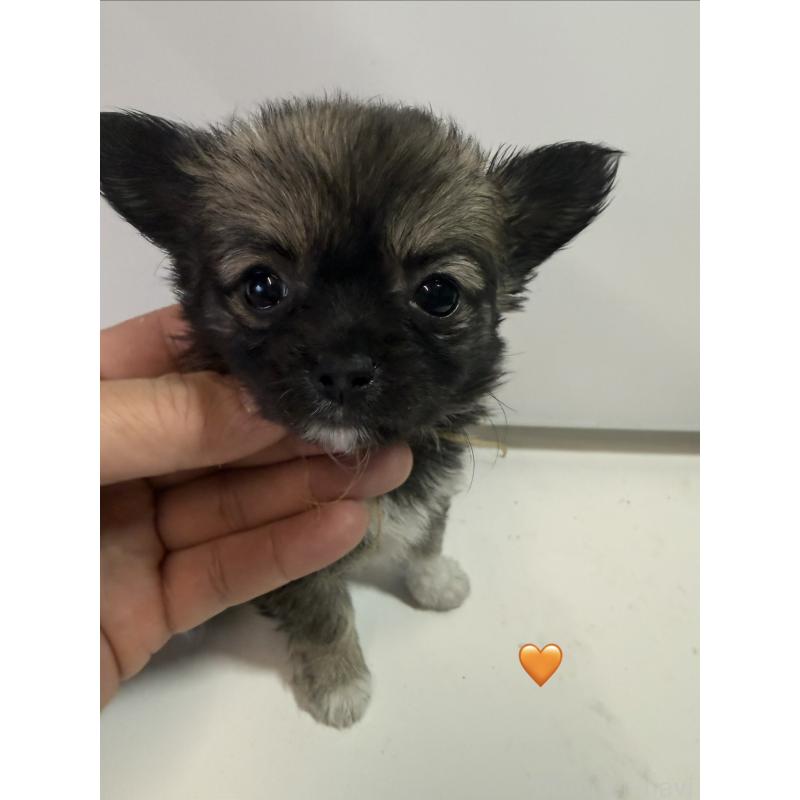 販売中の愛知県のチワワ(ロングコート)-436860