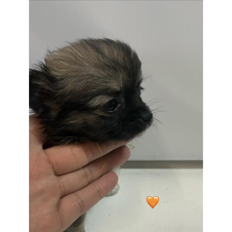 販売中の愛知県のチワワ(ロングコート)-436860の15枚目