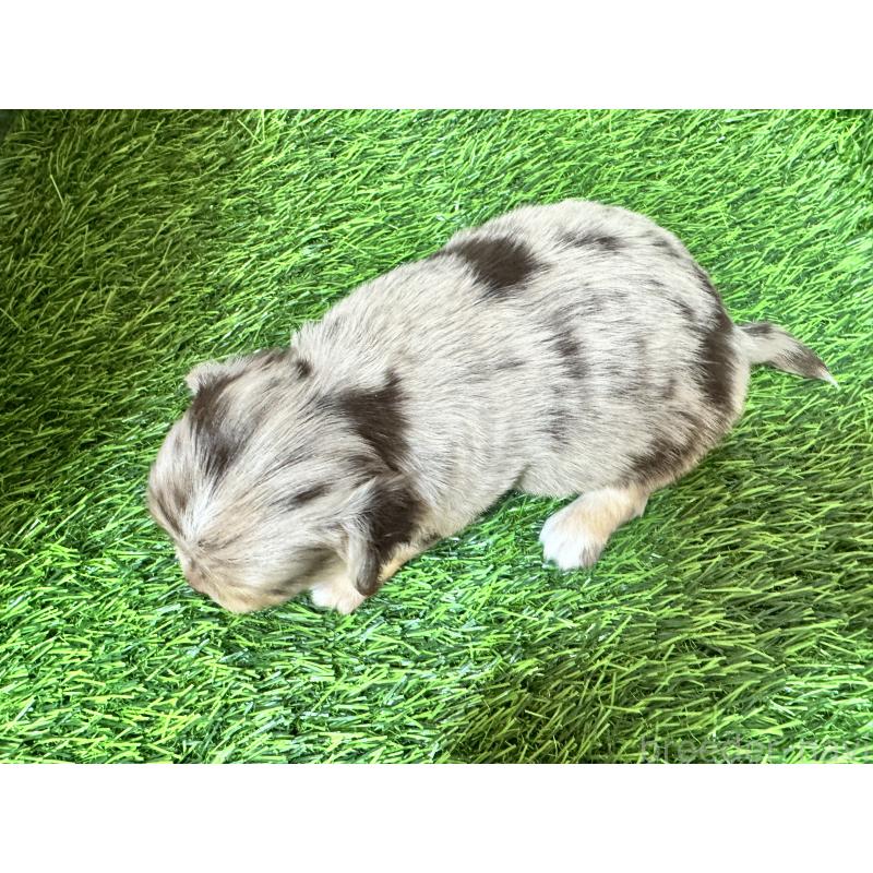 販売中の茨城県のチワワ(ロングコート)-434029の11枚目