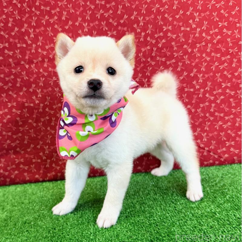 販売中の神奈川県の豆柴-438461