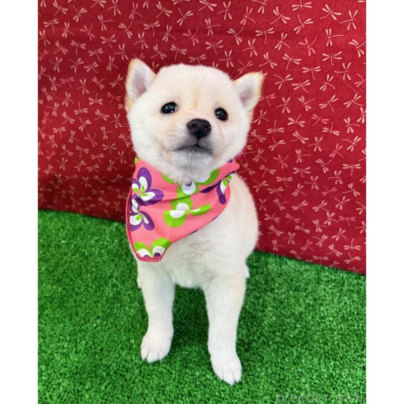 販売中の神奈川県の豆柴-438461の4枚目