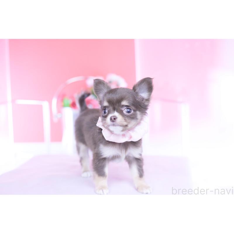 販売中の愛知県のチワワ(ロングコート)-434574の11枚目