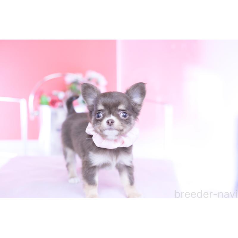 販売中の愛知県のチワワ(ロングコート)-434574の10枚目