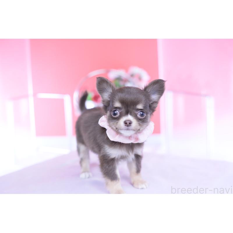 販売中の愛知県のチワワ(ロングコート)-434574の7枚目