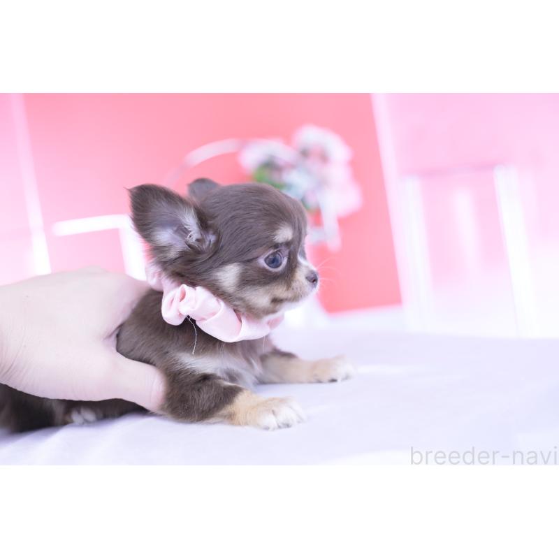 販売中の愛知県のチワワ(ロングコート)-434574の6枚目