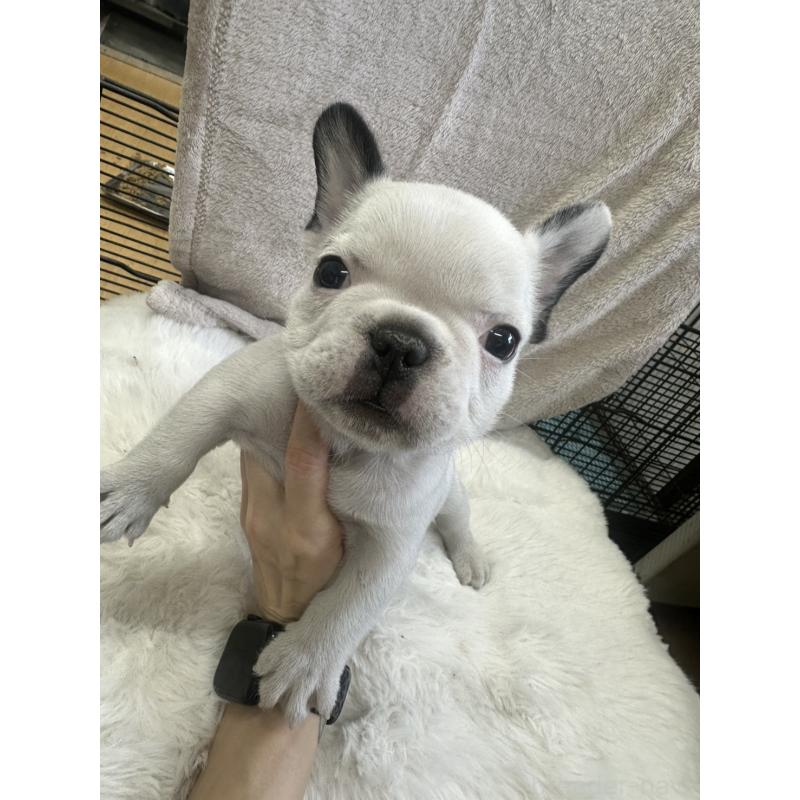 販売中の千葉県のフレンチブルドッグ-438460