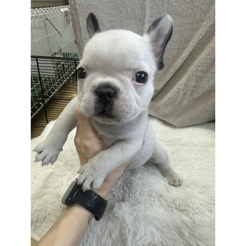 販売中の千葉県のフレンチブルドッグ-438460の5枚目
