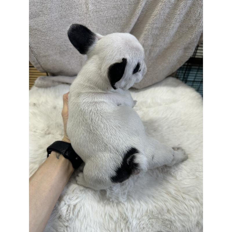 販売中の千葉県のフレンチブルドッグ-438460の3枚目