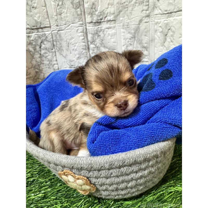 販売中の茨城県のチワワ(ロングコート)-438462の4枚目