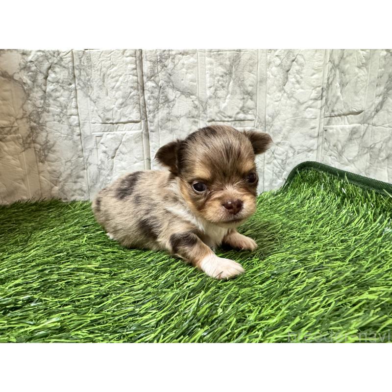 販売中の茨城県のチワワ(ロングコート)-438462の3枚目