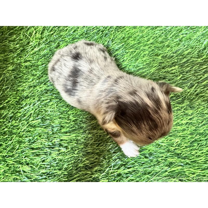 販売中の茨城県のチワワ(ロングコート)-438462の2枚目