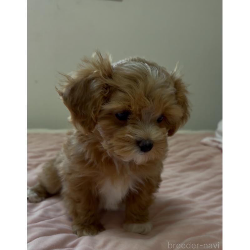 成約済の熊本県のミックス犬-425307の7枚目