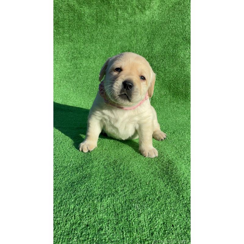 販売中の兵庫県のラブラドールレトリーバー-438291の3枚目