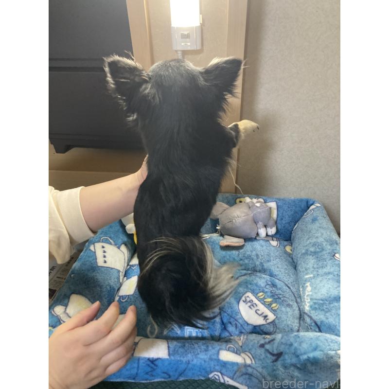 成約済の千葉県のチワワ(ロングコート)-408890の14枚目