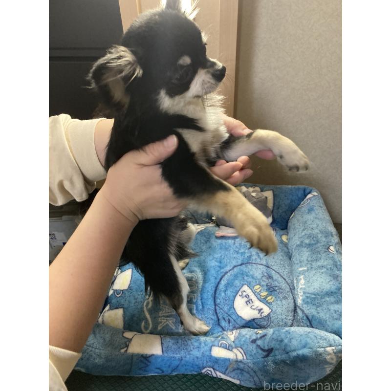 成約済の千葉県のチワワ(ロングコート)-408890の13枚目