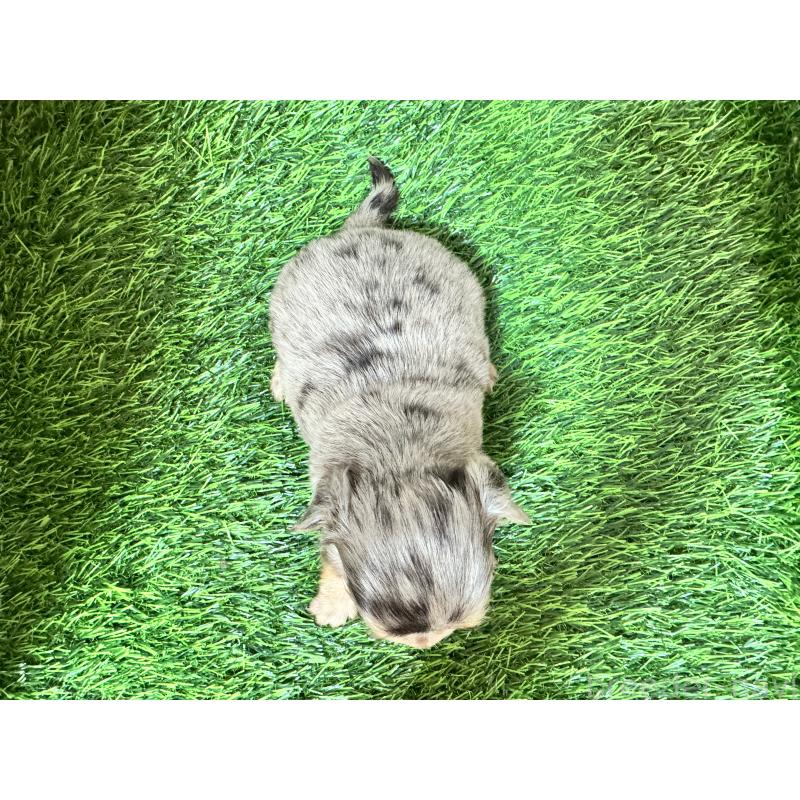 販売中の茨城県のチワワ(ロングコート)-438463の4枚目