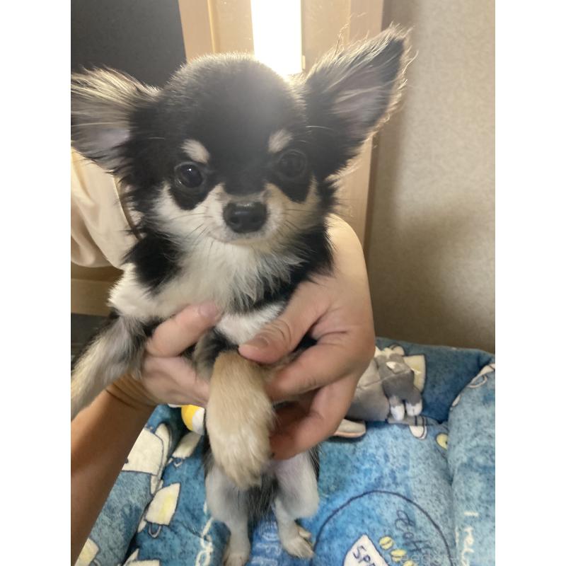 成約済の千葉県のチワワ(ロングコート)-408890の12枚目