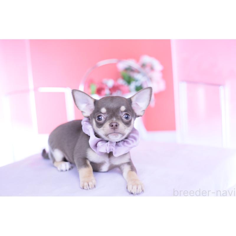 成約済の愛知県のチワワ(スムースコート)-434577の11枚目