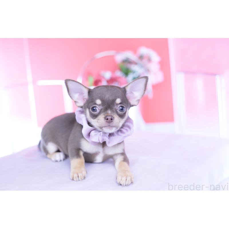 成約済の愛知県のチワワ(スムースコート)-434577の10枚目