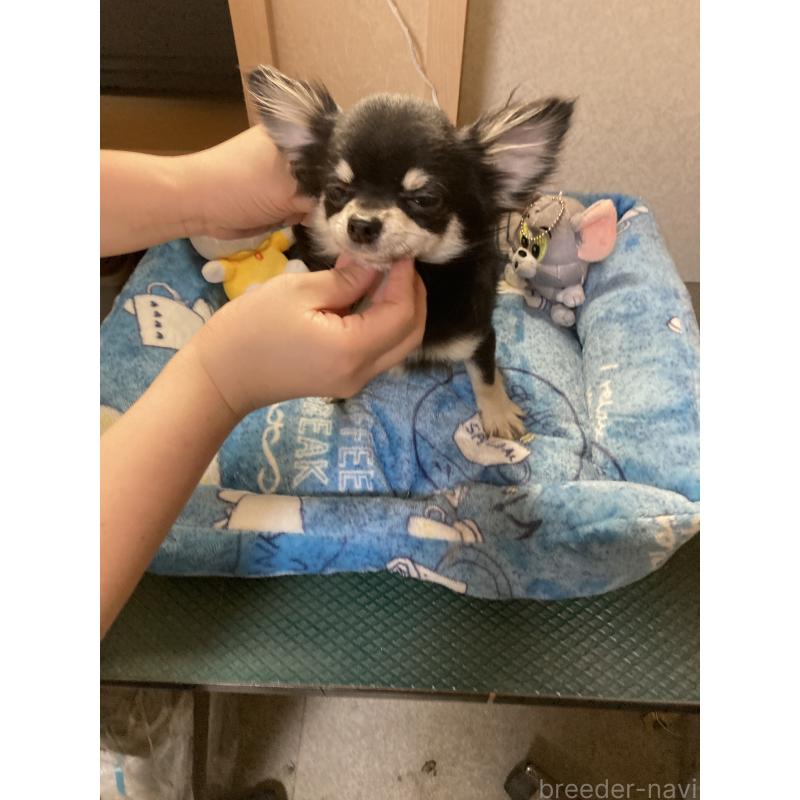 成約済の千葉県のチワワ(ロングコート)-408890の11枚目