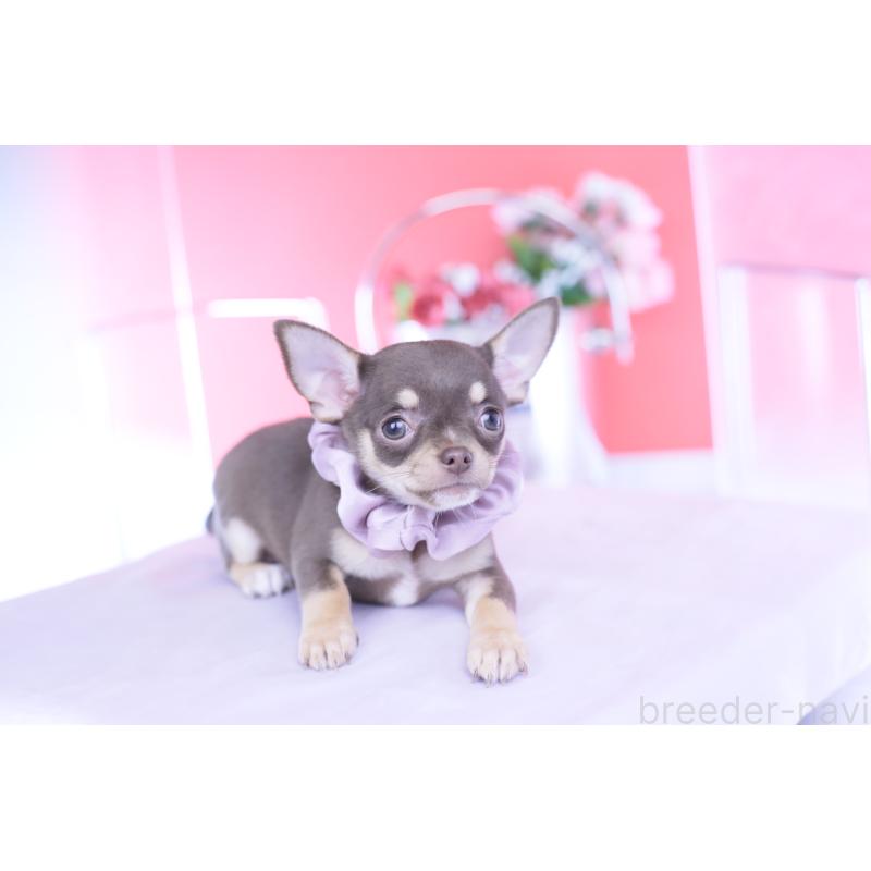 成約済の愛知県のチワワ(スムースコート)-434577の9枚目